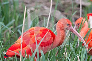 Scarlet ibis (Eudocimus ruber) standing in grass