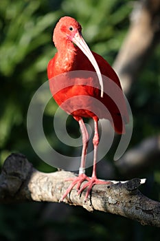 Scarlet Ibis Eudocimus ruber stands on a tree branch