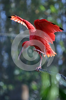 Scarlet Ibis Eudocimus ruber stands on a tree branch