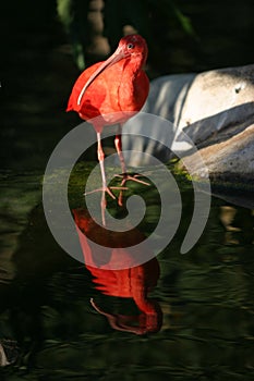 Scarlet Ibis Eudocimus ruber stands on a tree branch