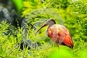 Scarlet Ibis Eudocimus ruber wader bird closeup