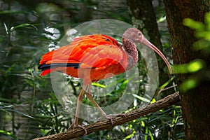 Wild Amazon Rainforest bird Scarlet Ibis, Eudocimus ruber, wild tropical bird of Brazil isolated in the forest in Parque das Aves photo