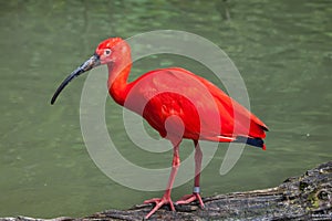Scarlet ibis Eudocimus ruber. photo