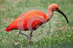 Scarlet ibis Eudocimus ruber