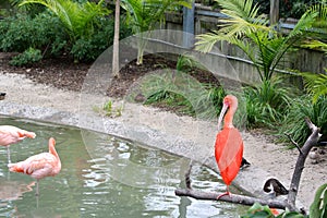 Scarlet Ibis and Flamingoes photo