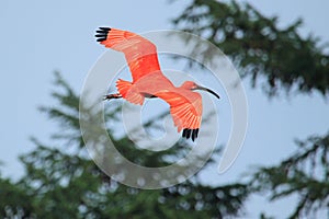 Scarlet ibis photo