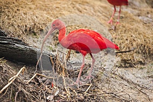 Scarlet Ibis forages for food on land.