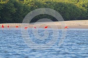 Scarlet ibis from Lencois Maranhenses National Park, Brazil.