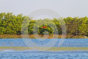 Scarlet ibis from Lencois Maranhenses National Park, Brazil.