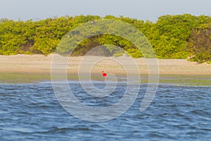 Scarlet ibis from Lencois Maranhenses National Park, Brazil