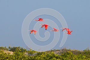 Scarlet ibis from Lencois Maranhenses National Park, Brazil. photo