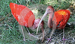 Scarlet ibis in Manjal das Garzas Park in Bel m, Brazil photo