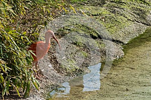 Scarlet Ibis near the water Ibis Rosso vicino all`acqua