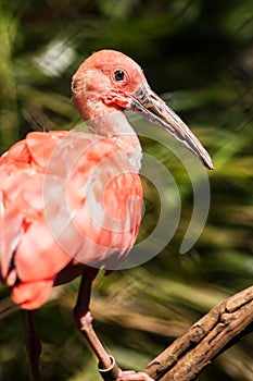 Scarlet Ibis 4-5 photo