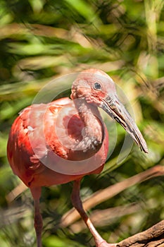 Scarlet Ibis 2-5 photo