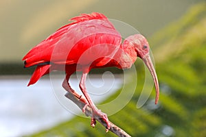 Scarlet Ibis on a Perch