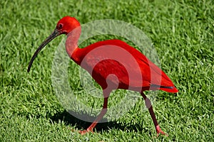 Scarlet Ibis, South Africa