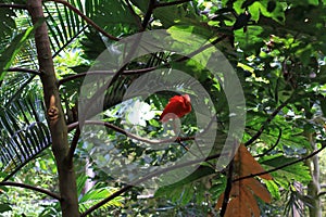 Scarlet ibis south america photo