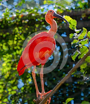 Scarlet ibis is a species of ibis in the bird family Threskiornithidae. It inhabits tropical South America and