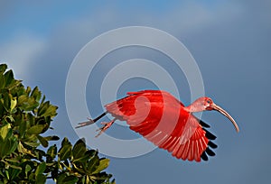 A scarlet ibis takes flight. photo