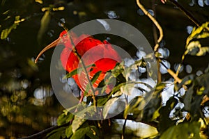 Scarlet Ibis on tree photo