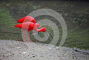 Scarlet Ibis