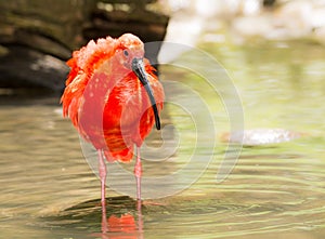Scarlet Ibis wading through the water