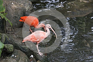 Scarlet Ibis by the waterside