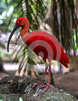 Scarlet ibis wildlife red colored bird