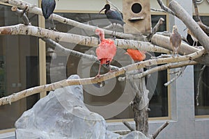 Scarlet ibis in a zoo 19560