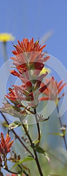 Scarlet Indian paintbrush  family Orobanchaceae photo