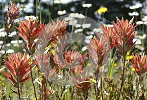 Scarlet Indian paintbrush family Orobanchaceae photo