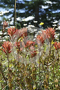 Scarlet Indian paintbrush family Orobanchaceae photo