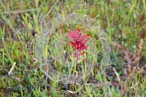 Scarlet Indian Paintbrush Wildflower