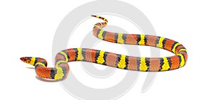Scarlet king snake or kingsnake - Lampropeltis triangulum elapsoides - multi colored red, yellow, black isolated on white
