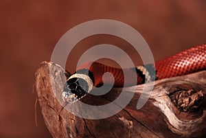 Scarlet kingsnake