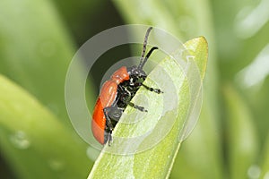 Scarlet lily beetle / Lilioceris lilii