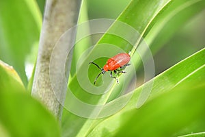 Scarlet lily beetle