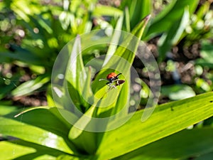 Scarlet lily beetle (Lilioceris lilii) sitting on a green lily plant leaf blade in garden. Its forewings are