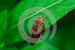 Scarlet lily beetle walking on a leaf