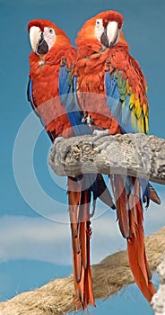 Purpur papoušek 1 