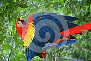 A Scarlet Macaw