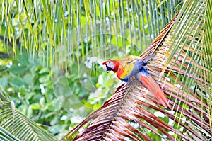 Scarlet Macaw