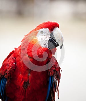 Scarlet Macaw