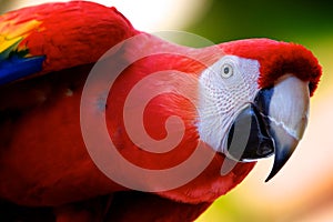 Scarlet Macaw