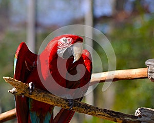 Scarlet Macaw