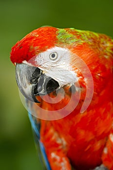 Scarlet Macaw