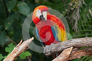 Scarlet Macaw