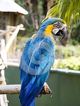 Scarlet macaw