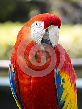 Scarlet macaw